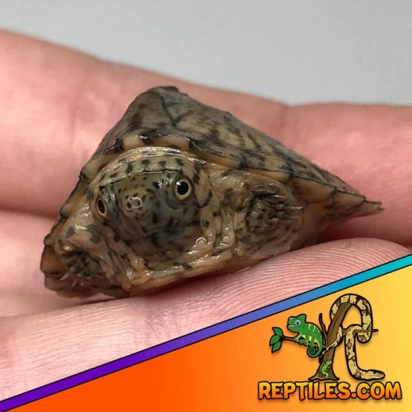 Razorback musk turtle for sale
