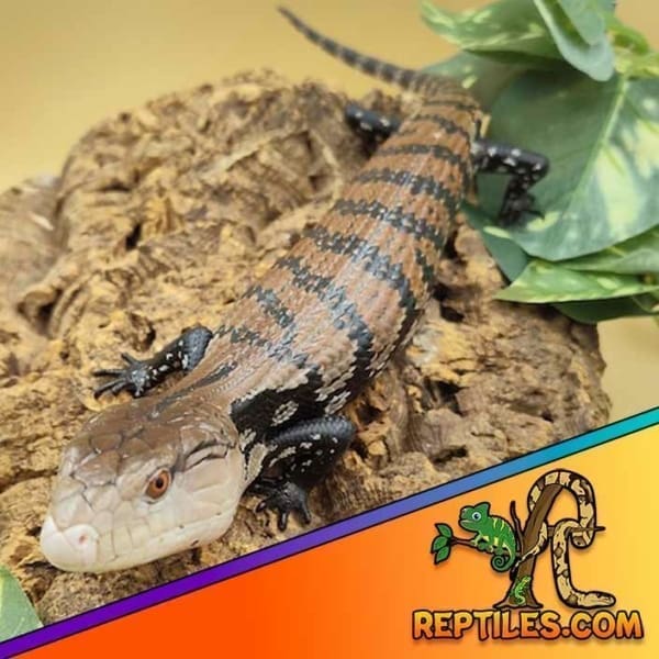 blue tongue skink near me