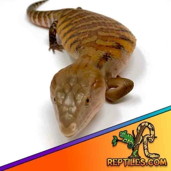 blue tongue skink for sale