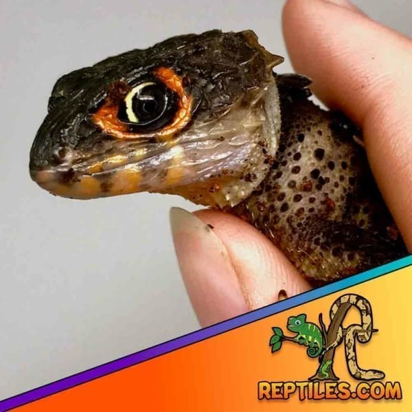 buy red eyed crocodile skink