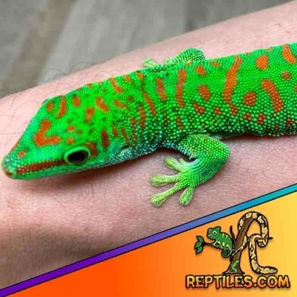 Crimson giant day gecko