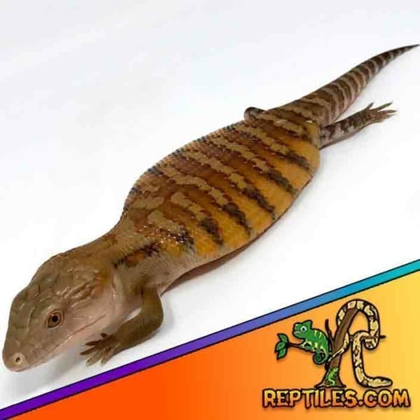 northern blue tongue skink for sale