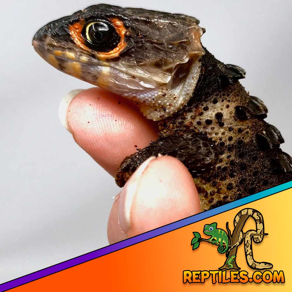 red eye crocodile skink for sale