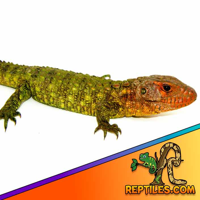 Caiman lizard for sale Captive bred caiman lizards for sale