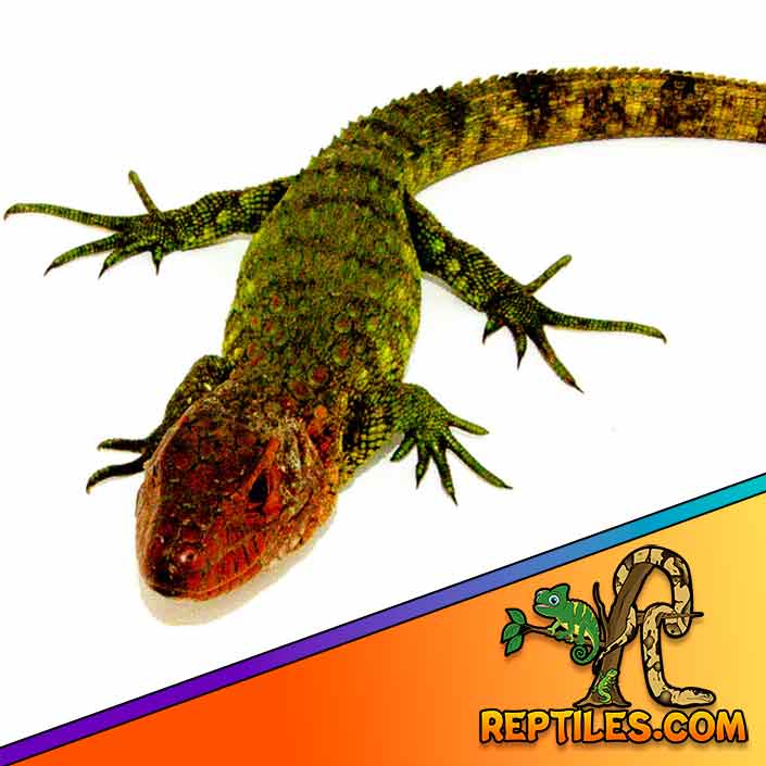 Caiman lizard for sale Captive bred caiman lizards for sale