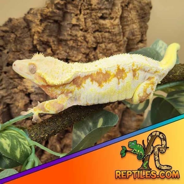 lily white crested gecko for sale