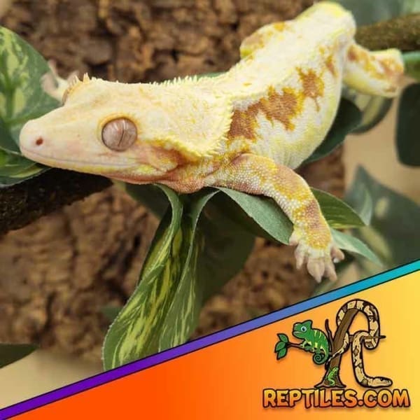 lily white crested geckos for sale