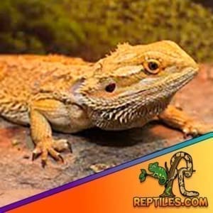 adult bearded dragon for sale
