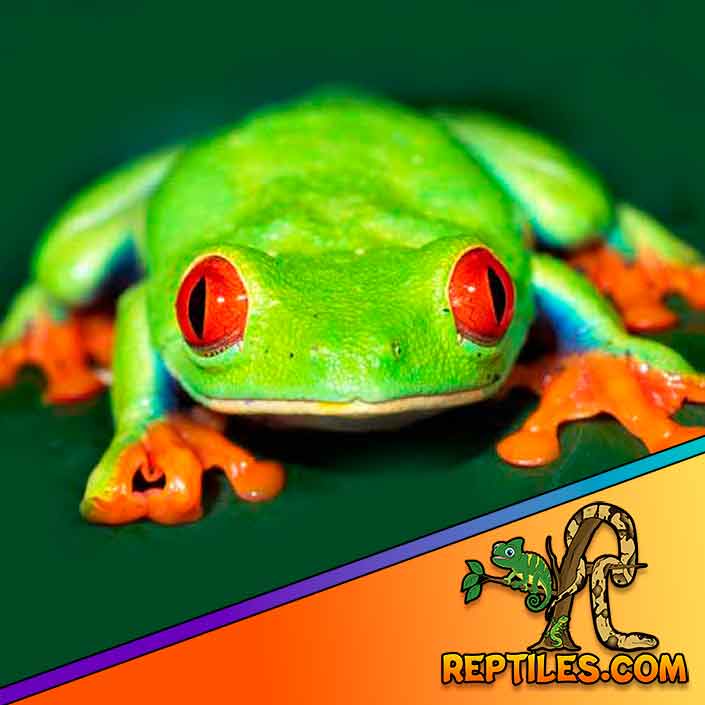 red eyed tree frog