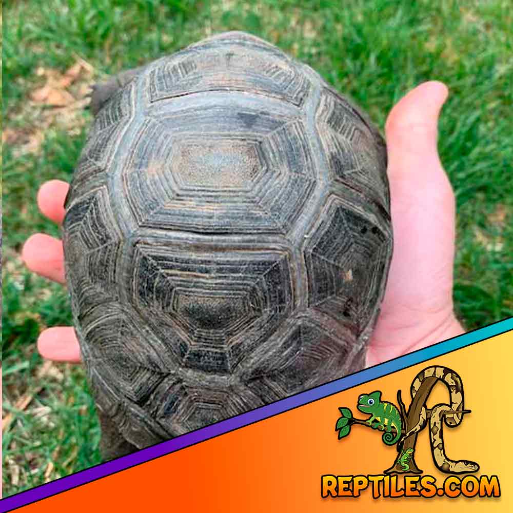 Veterinary Preventatives & Routine Care for Aldabras