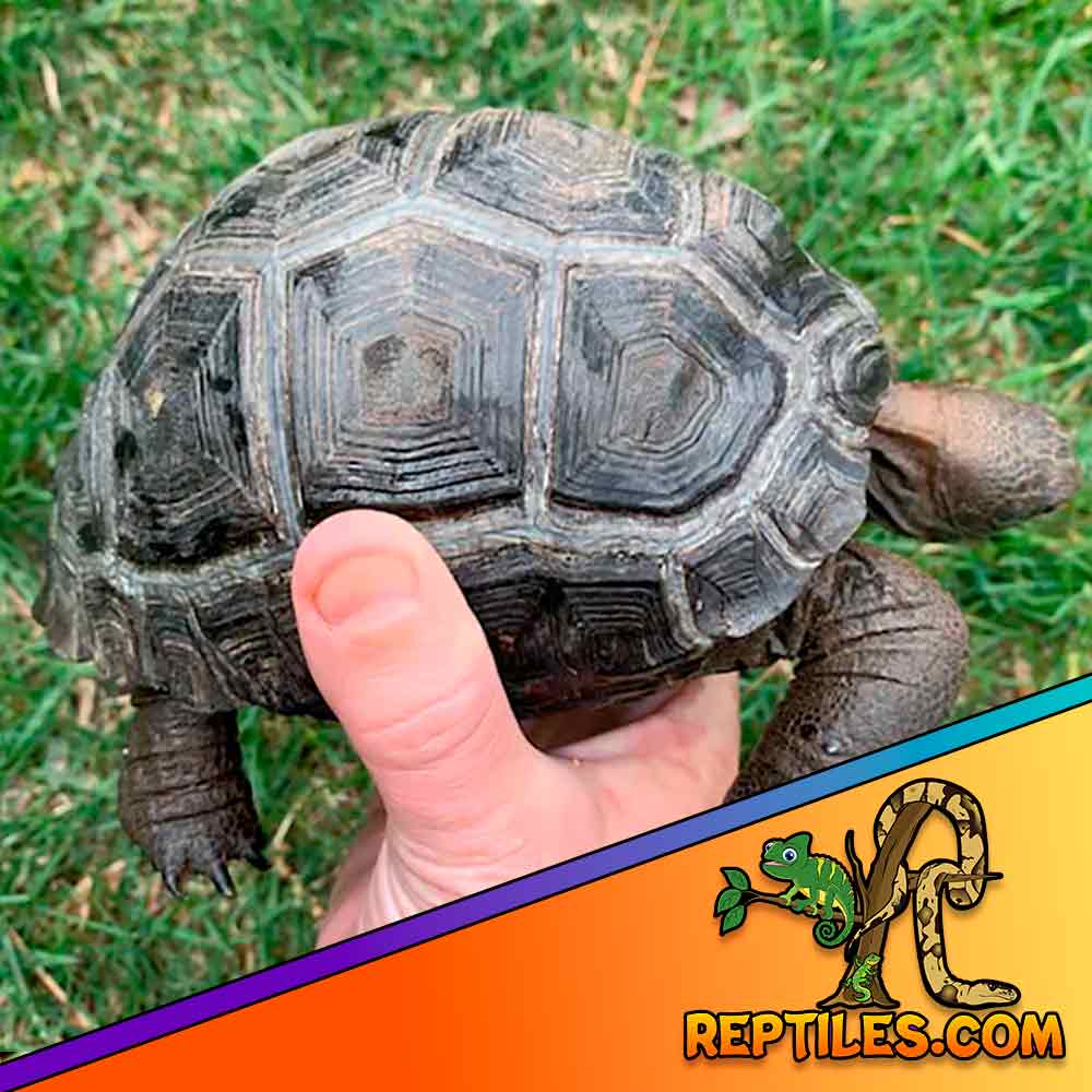 Aldabra Giant Tortoises for Sale — Iconic Grassland Grazers