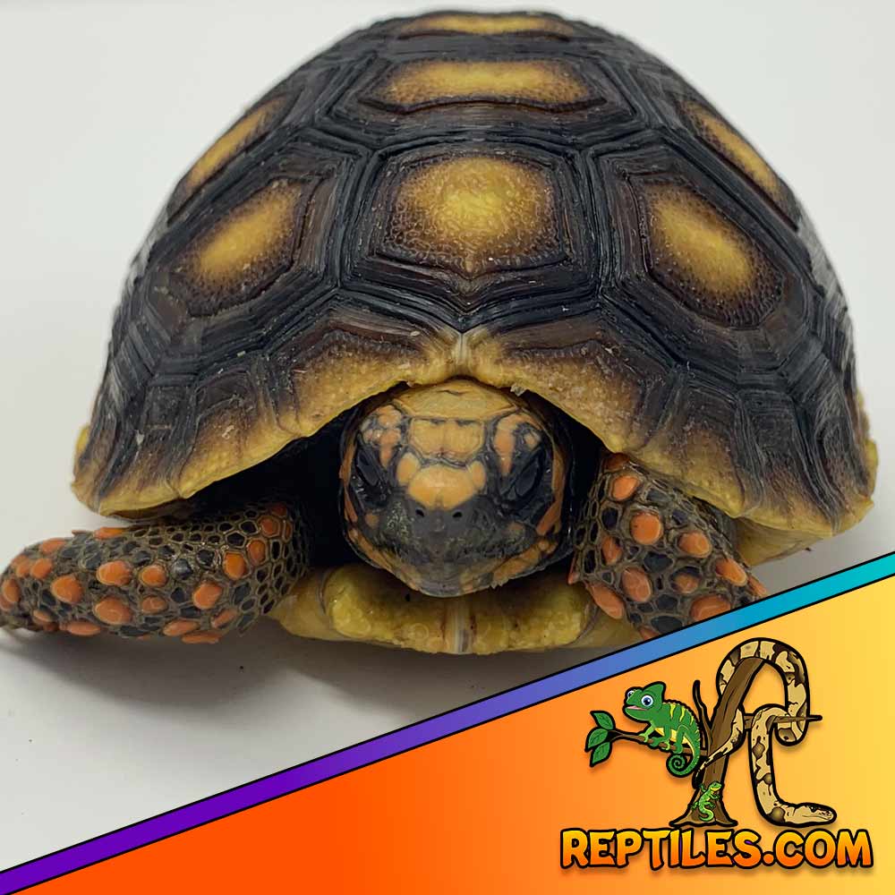 red foot tortoise baby